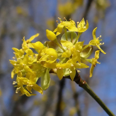 Cornouiller mâle - Cornus mas | Achat direct au producteur