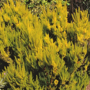Bruyère arborescente 'Estrella Gold' - Erica | Achat direct au producteur