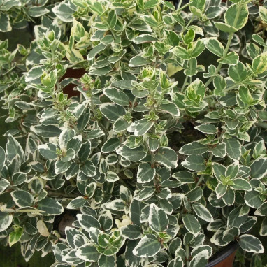 Fusain de fortune 'Emerald Gaiety' - Euonymus | Achat producteur