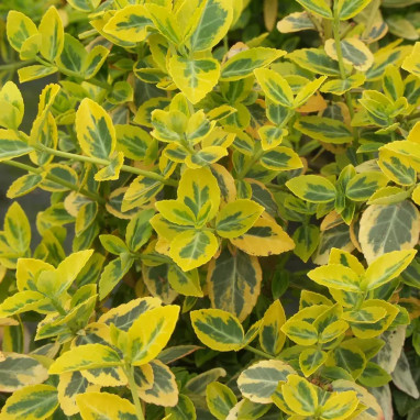Fusain de fortune 'Emerald'n Gold' - Euonymus | Achat producteur