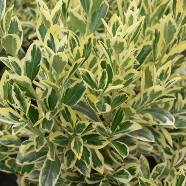 Fusain du Japon 'Bravo' - Euonymus | Achat direct au producteur