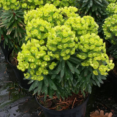 Euphorbe Redwing 'Charam' - Euphorbia | Achat direct au producteur