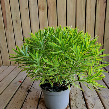 Euphorbe 'Ascot Rainbow' - Euphorbia | Achat direct au producteur