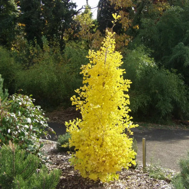 Ginkgo 'Blagon' - Ginkgo biloba | Achat direct au producteur