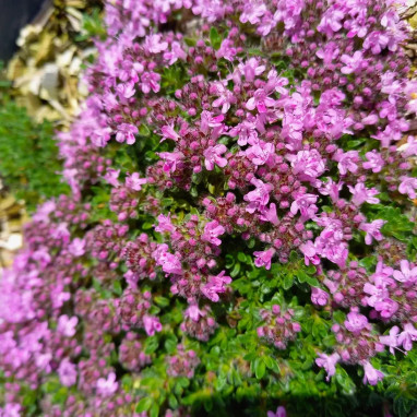 Thymus 'Bressingham' - Thymus | Achat direct au producteur