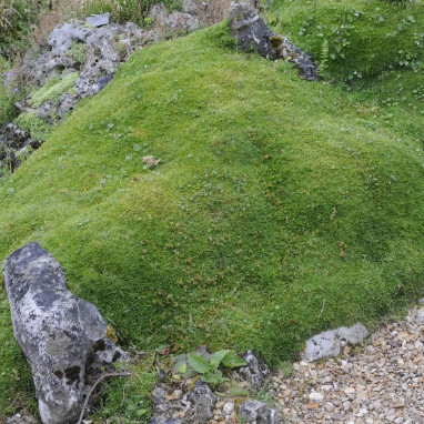 Scleranthus uniflorus - Scleranthus | Achat direct au producteur