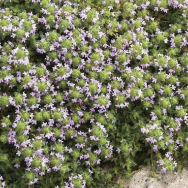 Thymus praecox 'Pseudolanuginosus' - Thymus | Achat producteur