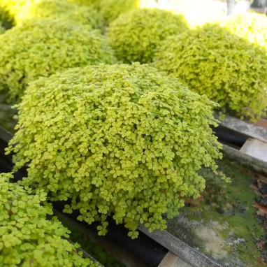 Soleirolia soleirolii 'Aurea' - Soleirolia | Achat direct au producteur