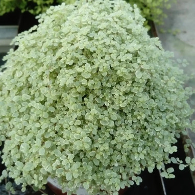 Soleirolia soleirolii 'Argentea' - Soleirolia | Achat en ligne