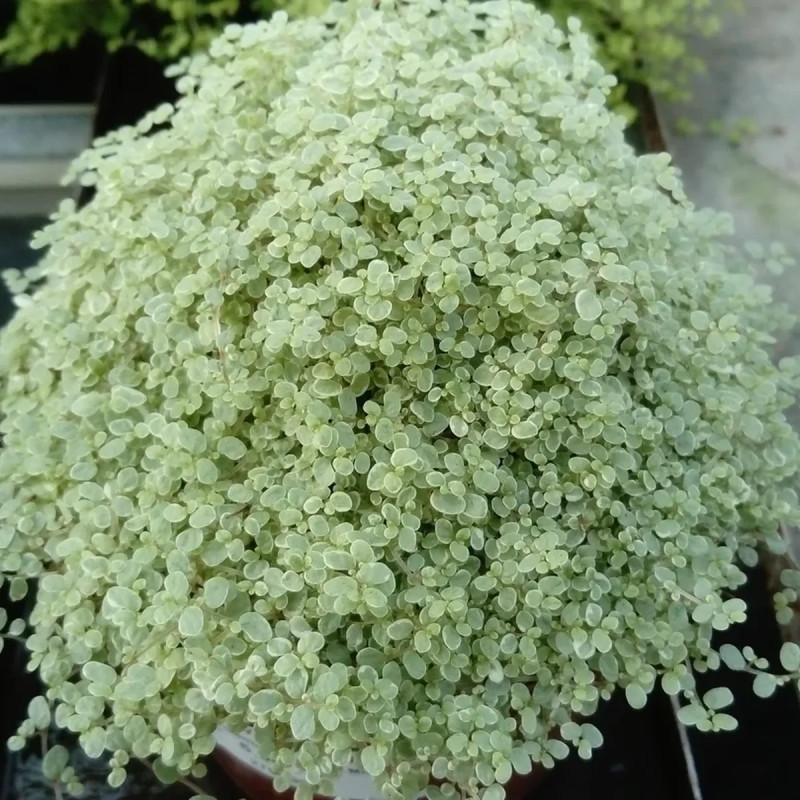 Soleirolia soleirolii 'Argentea' - Soleirolia | Achat en ligne
