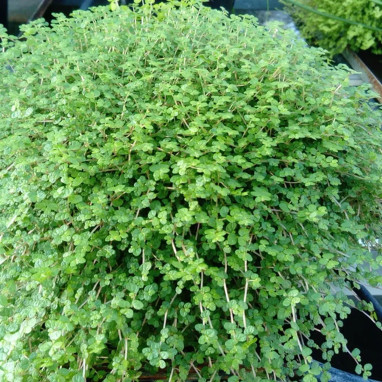Soleirolia soleirolii - Plante des larmes | Achat direct au producteur