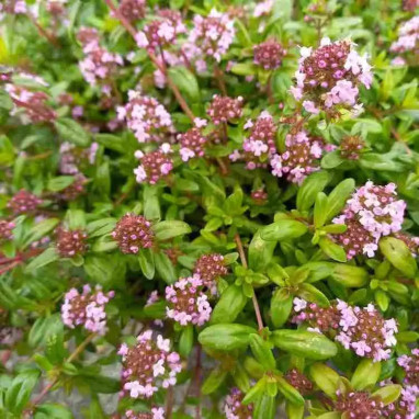 Thymus longicaulis - Thym rampant | Achat direct au producteur