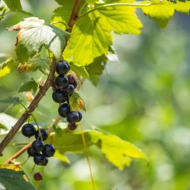 Casseillier 'Josta' - Ribes × nidigrolaria | Achat direct au producteur