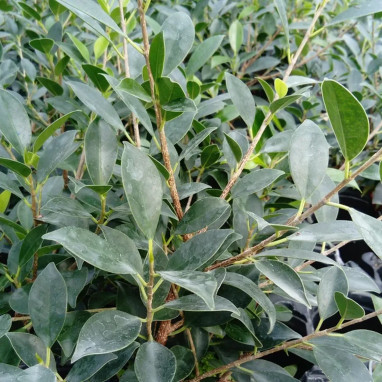 Ficus benjamina - Ficus | Achat direct au producteur