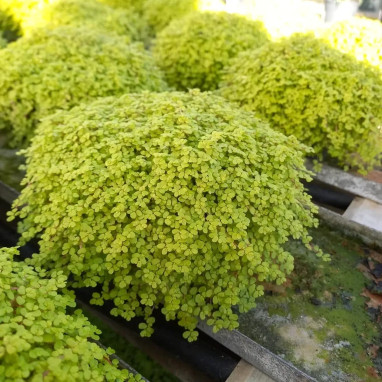Soleirolia soleirolii 'Aurea' - Soleirolia | Achat direct au producteur