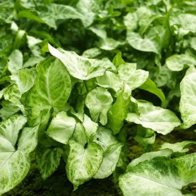 Syngonium podophyllum - Syngonium | Achat direct au producteur