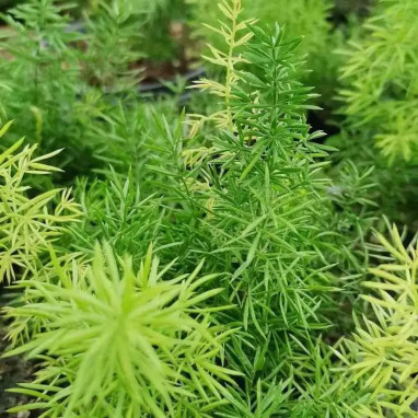 Asparagus meyeri - Asparagus | Achat direct au producteur