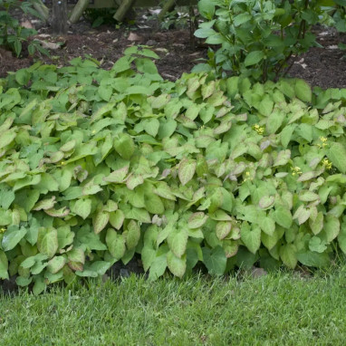 Epimedium X rubrum - Epimedium | Achat direct au producteur