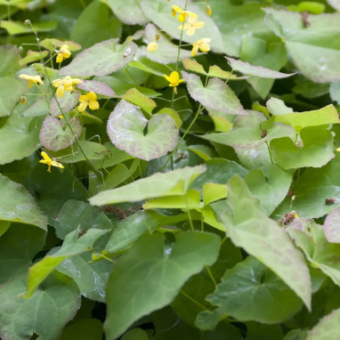 Epimedium X versicolor 'Sulphureum' | Achat direct au producteur