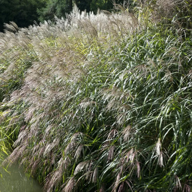 Miscanthus sinensis 'Gracillimus' - Miscanthus | Achat producteur