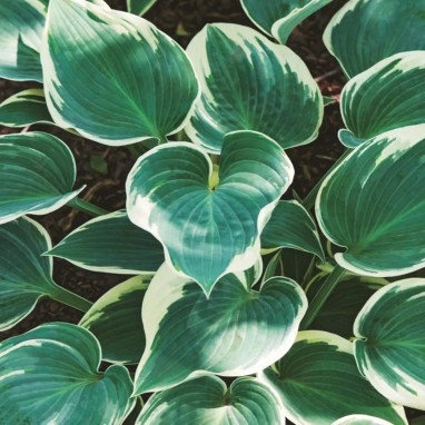 Hosta 'El Niño' - Hosta | Achat direct au producteur