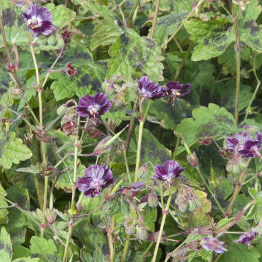 Geranium phaeum 'Samobor' - Geranium | Achat direct au producteur