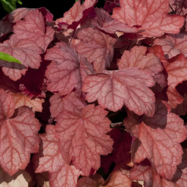 Heuchera 'Berry Smoothie' - Heuchera | Achat direct au producteur