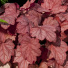 Heuchera Berry Smoothie
