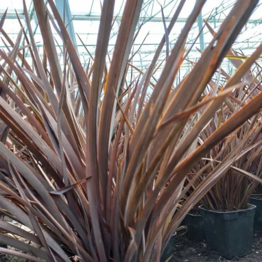 Phormium 'Amazing Red' - Phormium tenax | Achat producteur