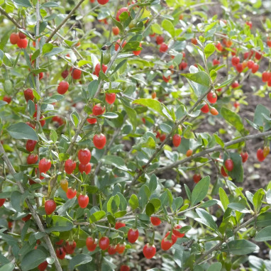 Goji - Baie de Jouvence - Lycium | Achat direct au producteur