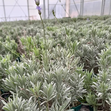 Lavande officinale - Lavandula angustifolia | Achat direct au producteur