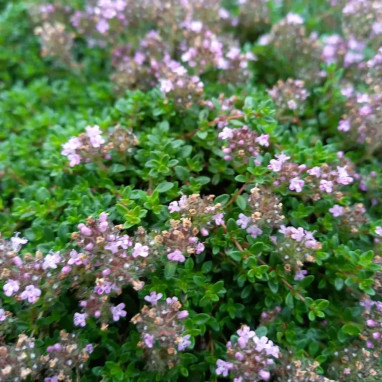 Thym de Crète - Thymus serpyllum | Achat direct au producteur