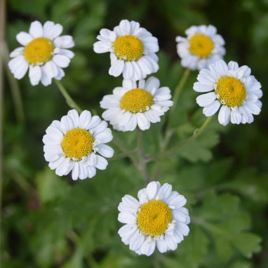 Camomille commune BIO - Matricaria recutita | Achat producteur