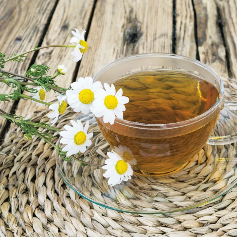 Camomille commune BIO - Matricaria recutita | Achat producteur