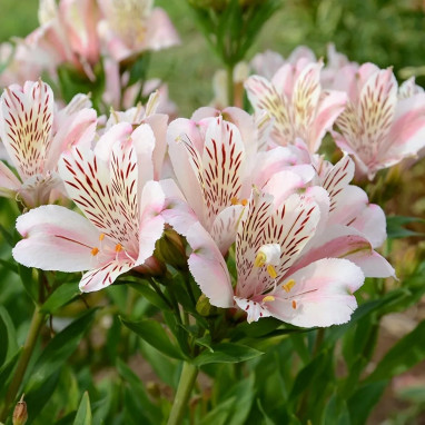 Alstrœmère 'Rivale' - Alstroemeria | Achat direct au producteur