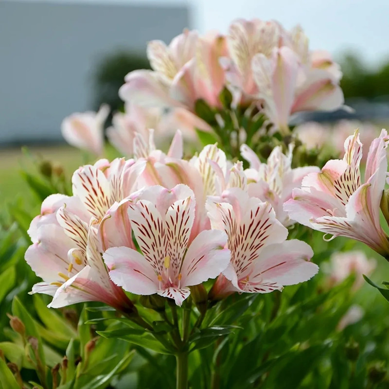 Alstrœmère 'Rivale' - Alstroemeria | Achat direct au producteur
