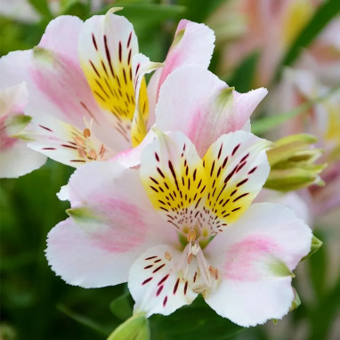 Alstrœmère nain 'Eris' - Alstroemeria | Achat direct au producteur