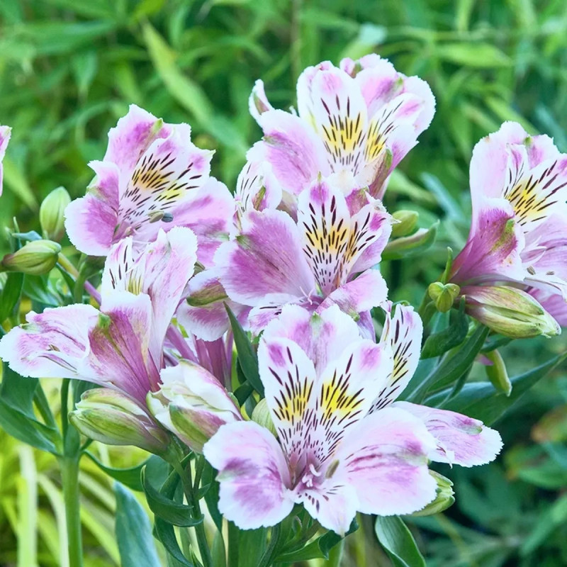 Alstrœmère nain 'Eris' - Alstroemeria | Achat direct au producteur