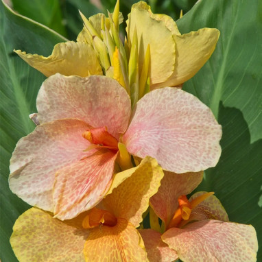 Canna Chouchou - Canna indica | Achat direct au producteur