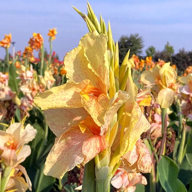 Canna Chouchou - Canna indica | Achat direct au producteur