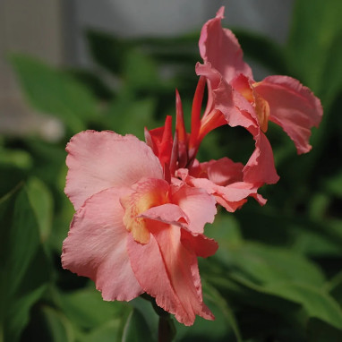 Canna nain Gnom - Canna indica | Achat direct au producteur