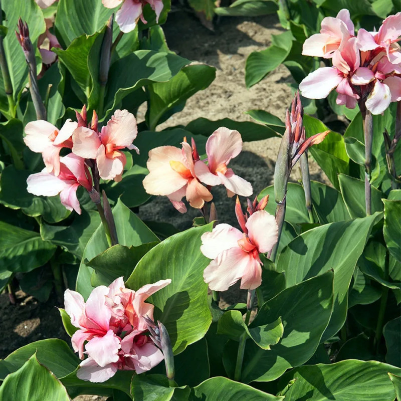 Canna nain Gnom - Canna indica | Achat direct au producteur