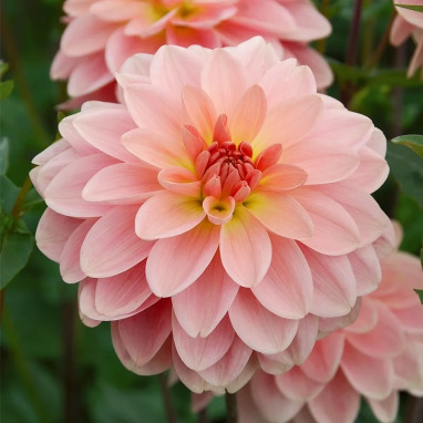 Dahlia buisson 'Ankara' - Dahlia | Achat direct au producteur