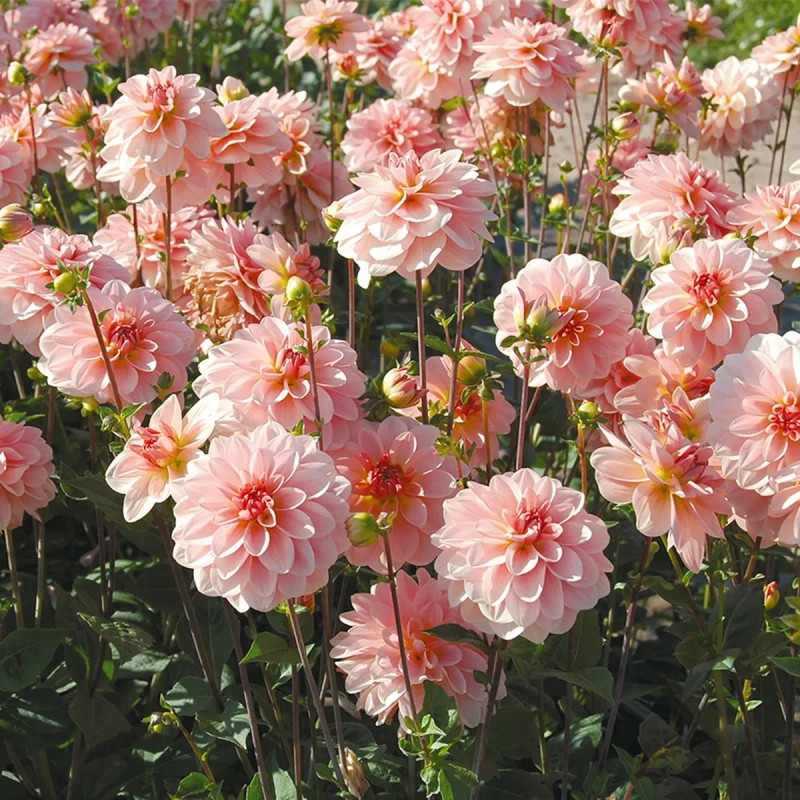 Dahlia buisson 'Ankara' - Dahlia | Achat direct au producteur