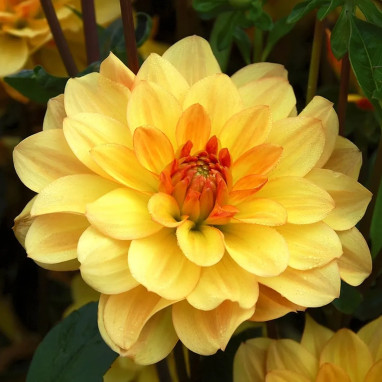 Dahlia buisson Cancun - Dahlia | Achat direct au producteur