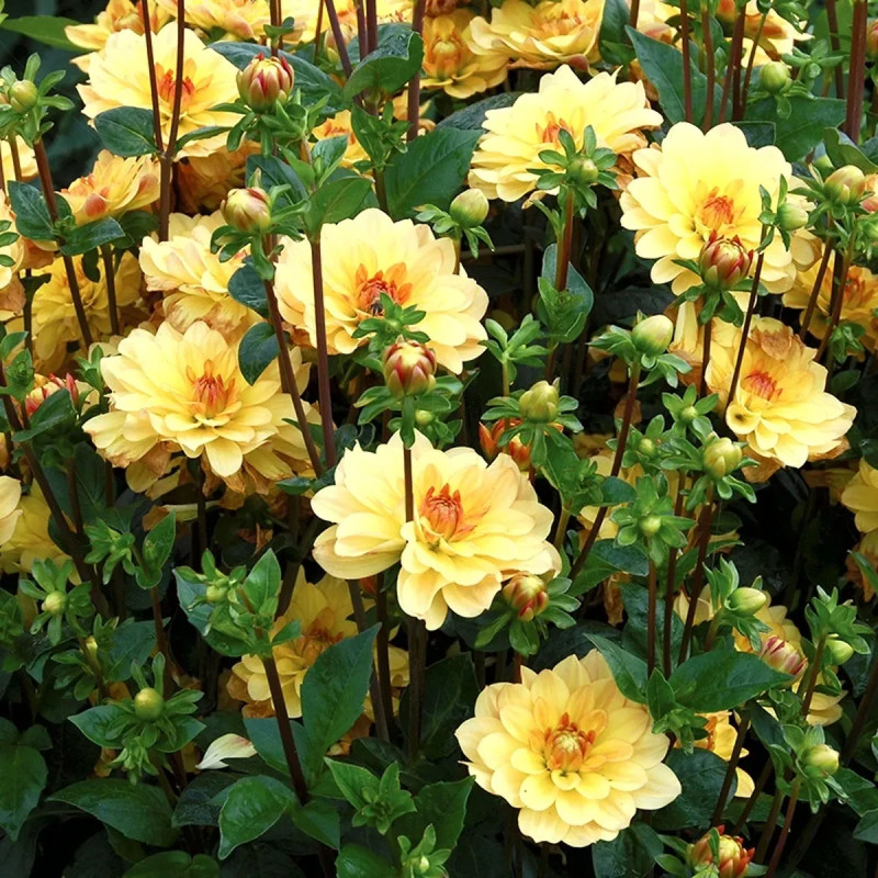Dahlia buisson Cancun - Dahlia | Achat direct au producteur