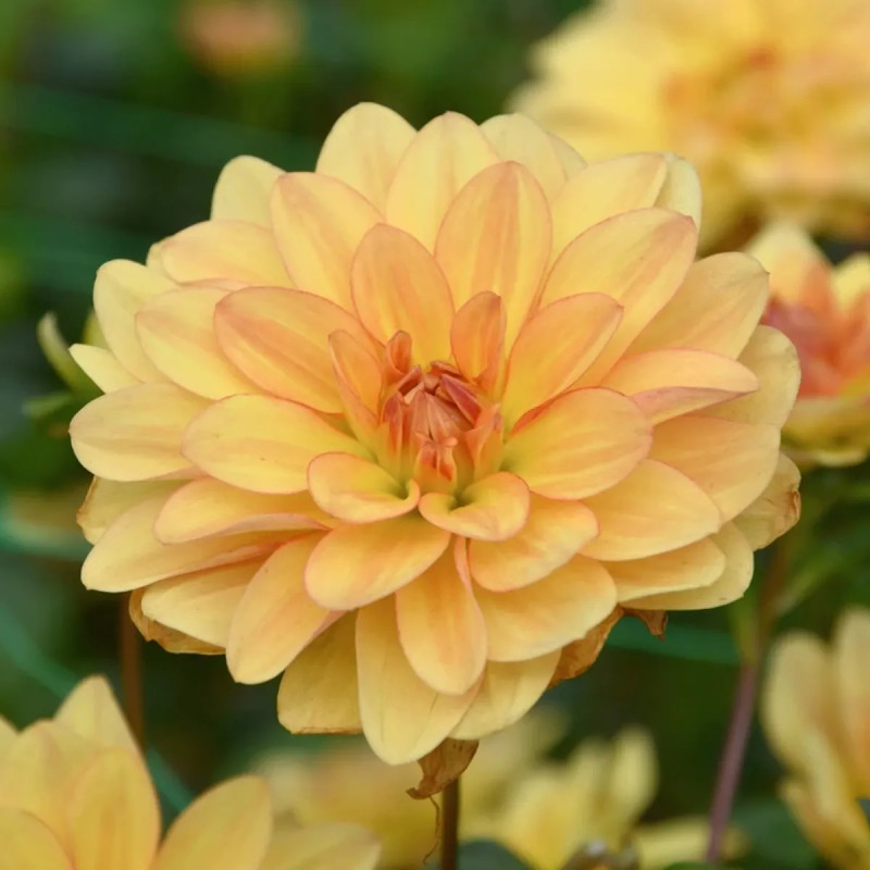 Dahlia buisson Cancun - Dahlia | Achat direct au producteur