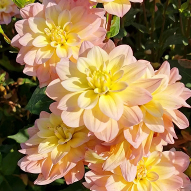 Dahlia buisson Vallée de la Loire - Dahlia | Achat direct au producteur