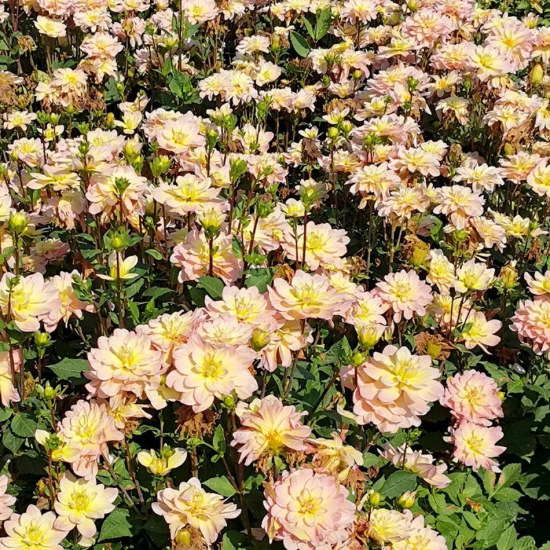 Dahlia buisson Vallée de la Loire - Dahlia | Achat direct au producteur