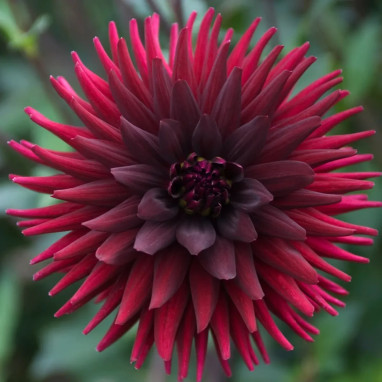 Dahlia décoratif Aramis - Dahlia | Achat direct au producteur